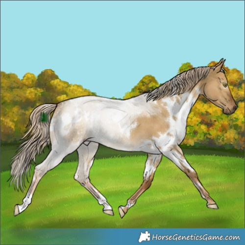 Horse Color:White Spotted Chocolate Palomino Dun
