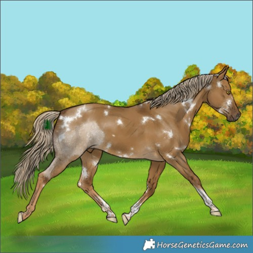 Horse Color:White Spotted Chocolate Palomino Dun Tobiano