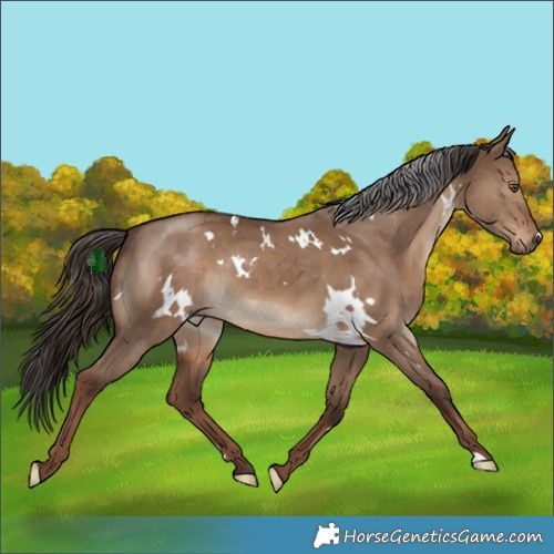 Horse Color:White Spotted Liver Red Dun