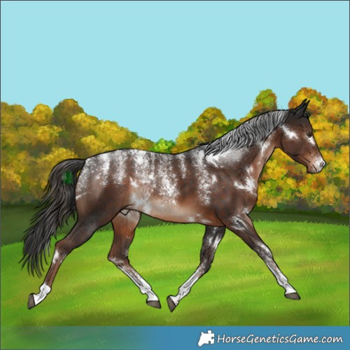 Horse Color:Powder White White Spotted Liver Chestnut Rabicano