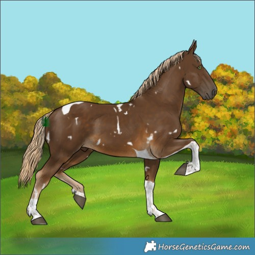 Horse Color:White Spotted Chocolate Palomino Tobiano