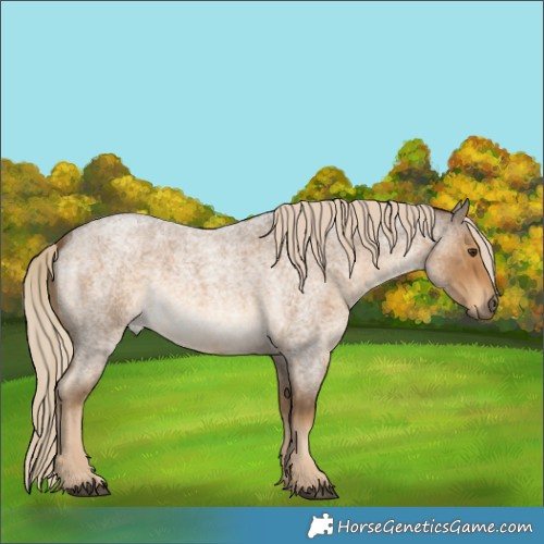 Horse Color:Chocolate Palomino Roan 