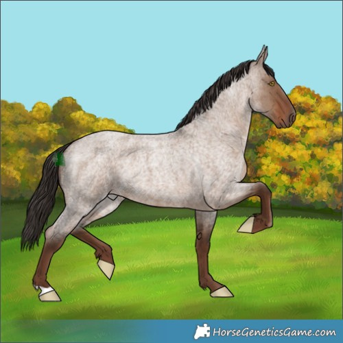 Horse Color:Liver Red Dun Roan Rabicano