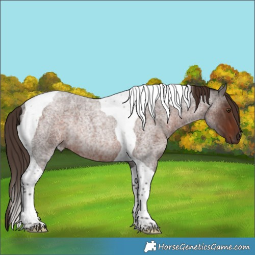 Horse Color:Liver Red Roan Tobiano Rabicano