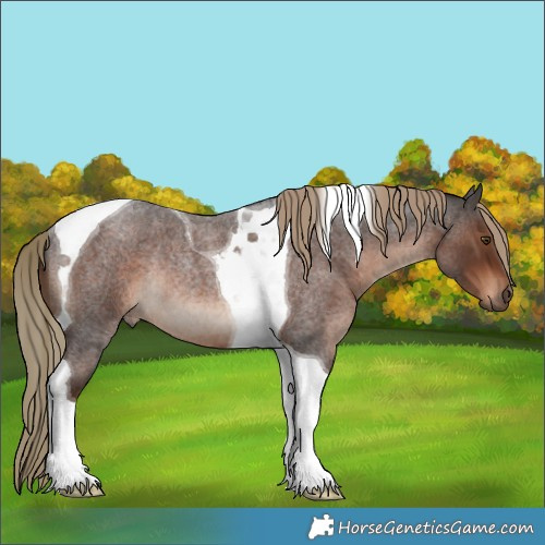 Horse Color:Liver Red Roan Tobiano Rabicano