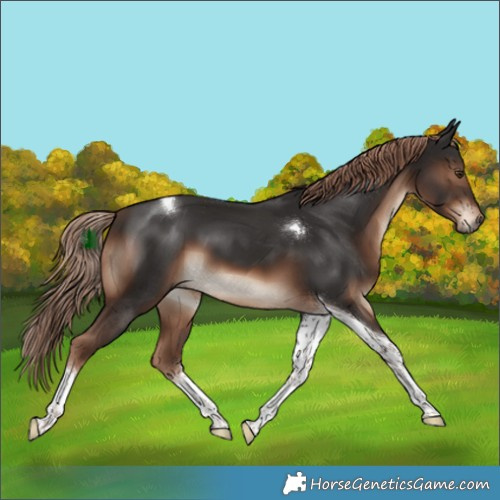 Horse Color:Liver Chestnut Tobiano