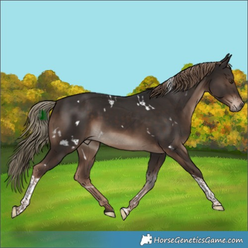 Horse Color:White Spotted Liver Chestnut Tobiano 