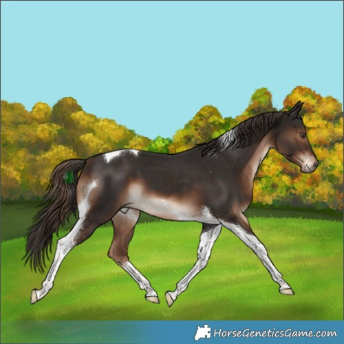 Horse Color:Liver Chestnut Tobiano