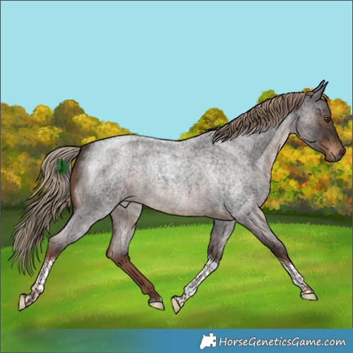 Horse Color:Liver Red Roan Tobiano 