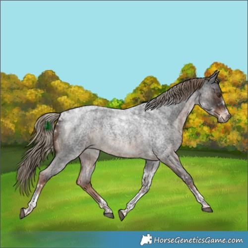 Horse Color:Liver Red Roan Tobiano 