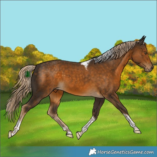 Horse Color:Chocolate Palomino Tobiano Rabicano
