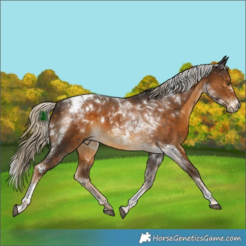 Horse Color:White Spotted Chocolate Palomino Tobiano