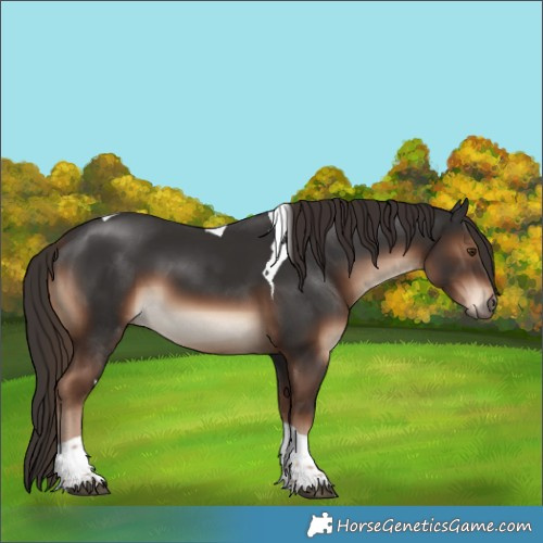Horse Color:Liver Chestnut Tobiano 