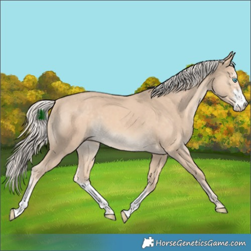 Horse Color:Cremello Sabino 