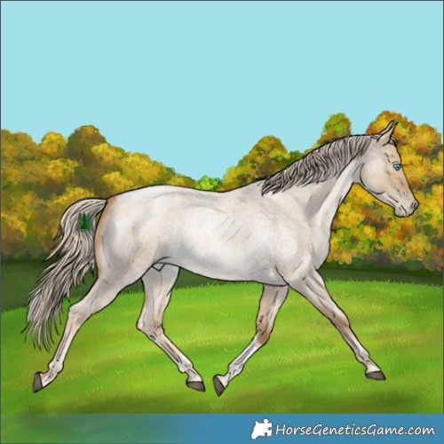 Horse Color:Chocolate Palomino Roan Snowdrop Dun Tobiano