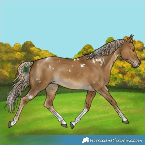 Horse Color:White Spotted Chocolate Palomino Dun Tobiano Rabicano 