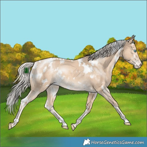 Horse Color:White Spotted Cremello Rabicano 