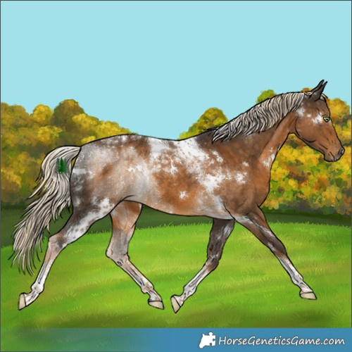 Horse Color:White Spotted Chocolate Palomino Tobiano Rabicano 