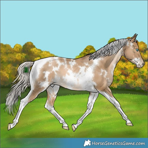 Horse Color:White Spotted Chocolate Palomino Snowdrop Tobiano 