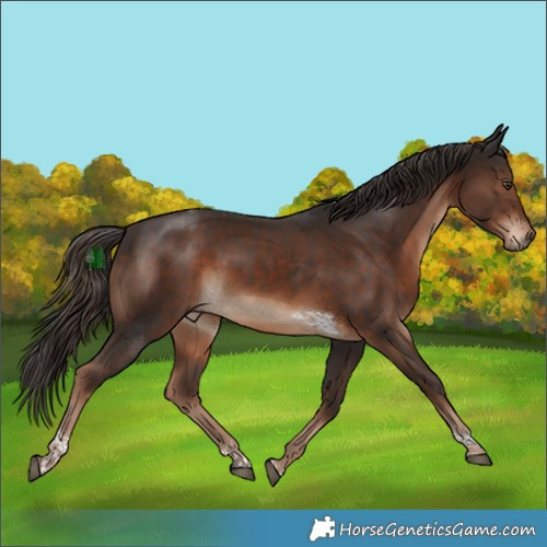 Horse Color:Liver Chestnut Tobiano 