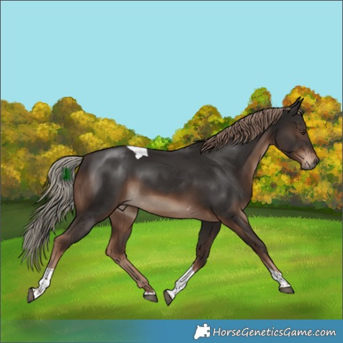 Horse Color:Liver Chestnut Tobiano 