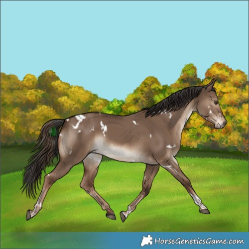 Horse Color:White Spotted Liver Red Dun Tobiano 