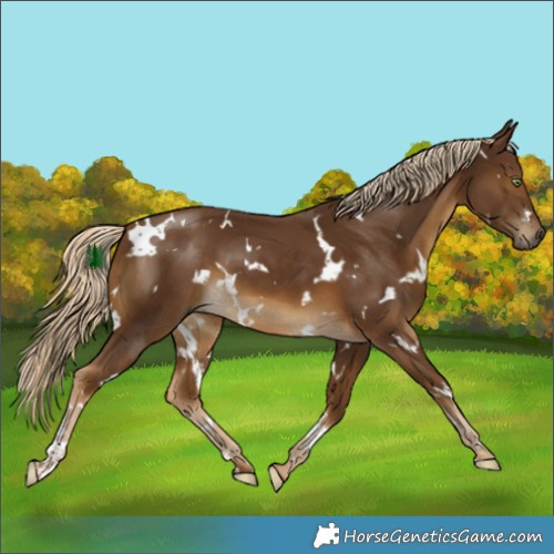 Horse Color:White Spotted Chocolate Palomino 