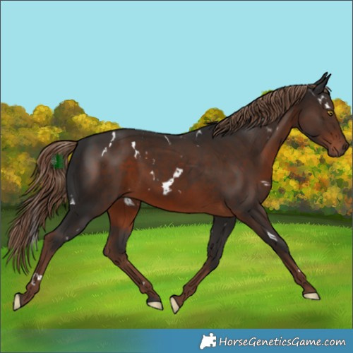 Horse Color:White Spotted Liver Chestnut Rabicano 