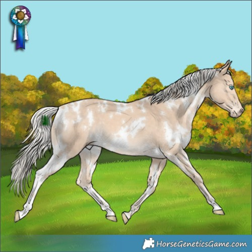 Horse Color:White Spotted Cremello
