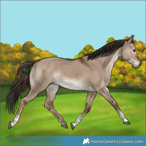 Horse Color:White Spotted Liver Red Dun Tobiano Rabicano 