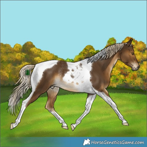 Horse Color:Chocolate Palomino Tobiano Rabicano