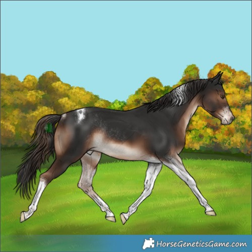 Horse Color:Liver Chestnut Tobiano Rabicano