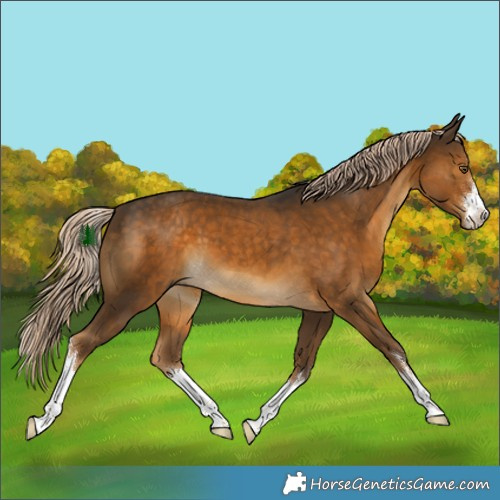 Horse Color:White Spotted Chocolate Palomino