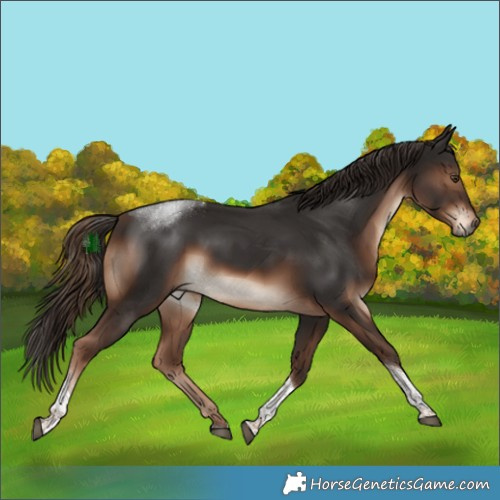 Horse Color:White Spotted Liver Chestnut Tobiano