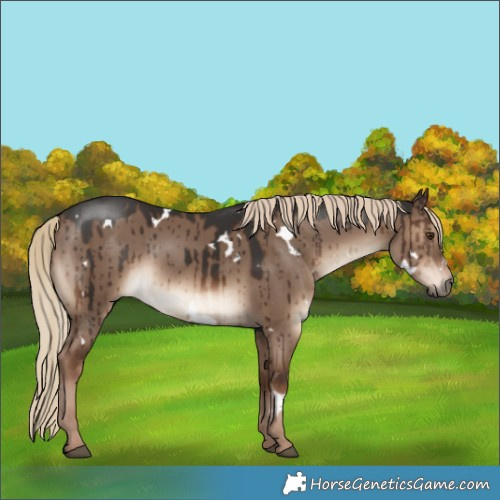Horse Color:White Spotted Liver Red Dun Brindle 
