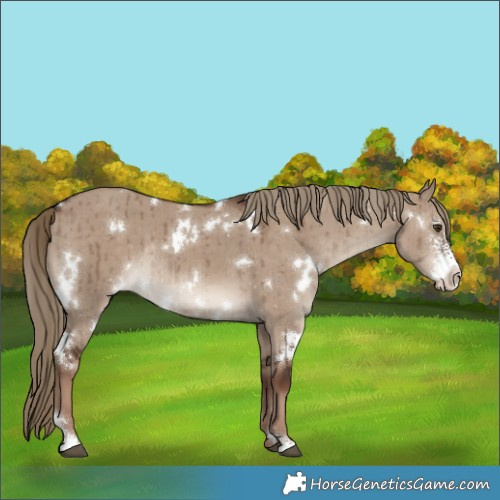 Horse Color:White Spotted Liver Red Dun Sabino Rabicano Brindle 