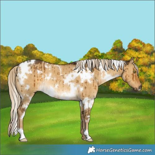 Horse Color:White Spotted Chocolate Palomino Dun Mushroom Rabicano Brindle 