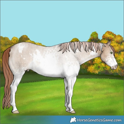 Horse Color:White Spotted Liver Red Dun Brindle 