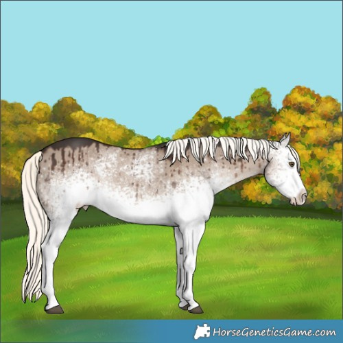 Horse Color:White Spotted Liver Red Dun Mushroom Brindle 