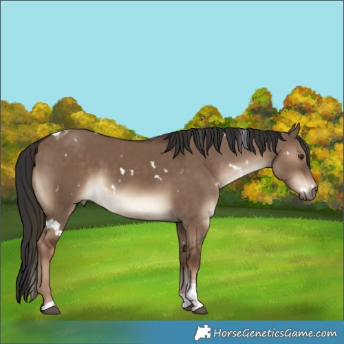Horse Color:White Spotted Liver Red Dun Tobiano