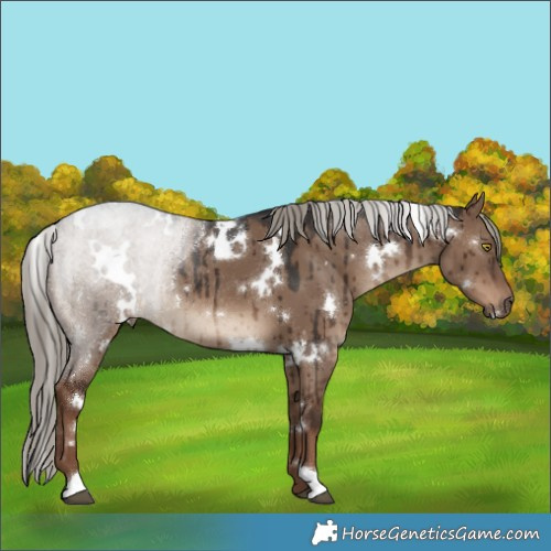 Horse Color:White Spotted Liver Red Dun Rabicano Brindle