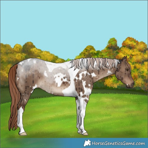 Horse Color:White Spotted Liver Red Dun Tobiano Brindle 