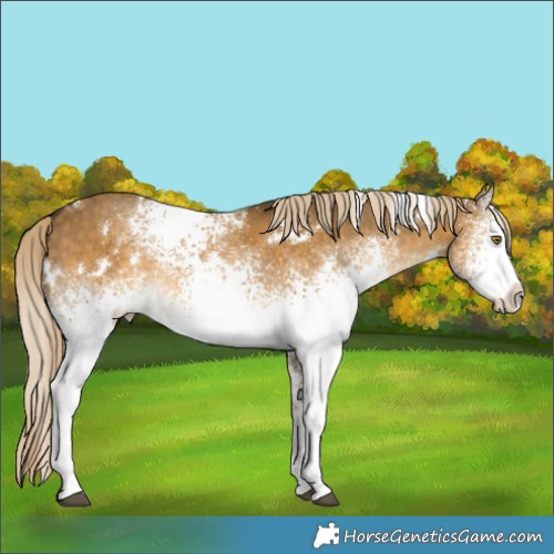 Horse Color:White Spotted Chocolate Palomino Dun Brindle 