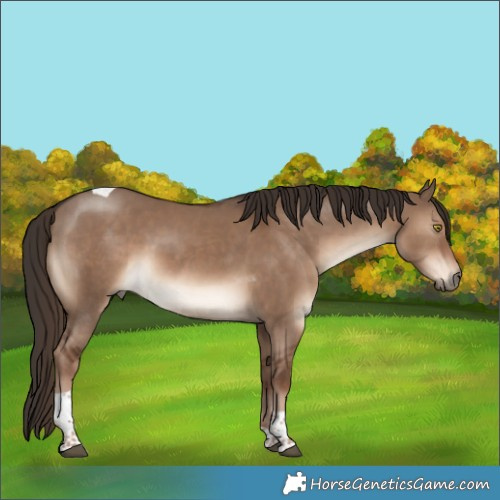 Horse Color:Liver Red Dun Tobiano Rabicano