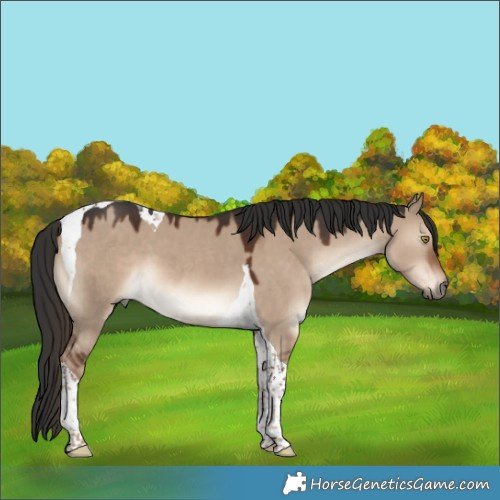 Horse Color:Liver Red Dun Tobiano