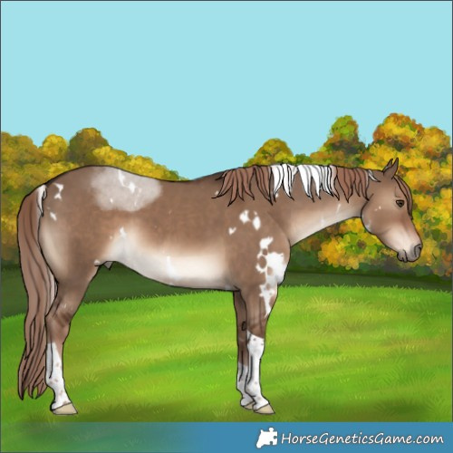Horse Color:White Spotted Liver Red Dun Tobiano 