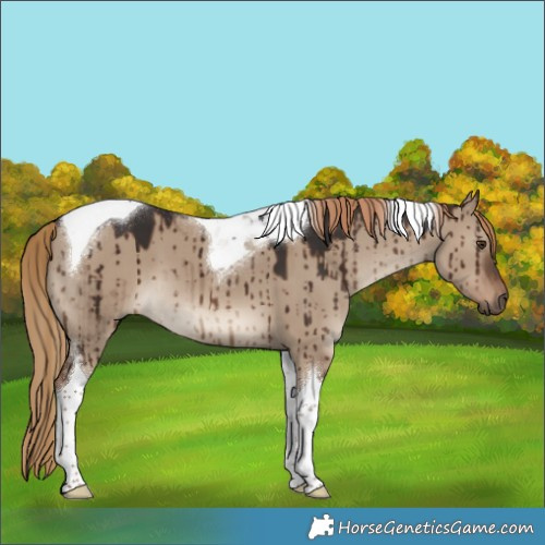 Horse Color:Liver Red Dun Tobiano Brindle 