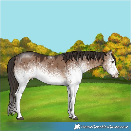 Horse Color:White Spotted Liver Red Dun Sabino Rabicano Brindle 