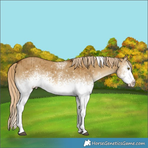 Horse Color:White Spotted Chocolate Palomino Dun Tobiano Brindle 