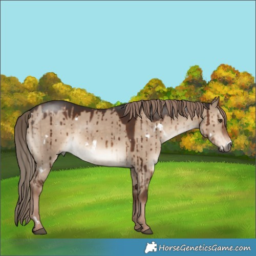Horse Color:White Spotted Liver Red Dun Brindle 